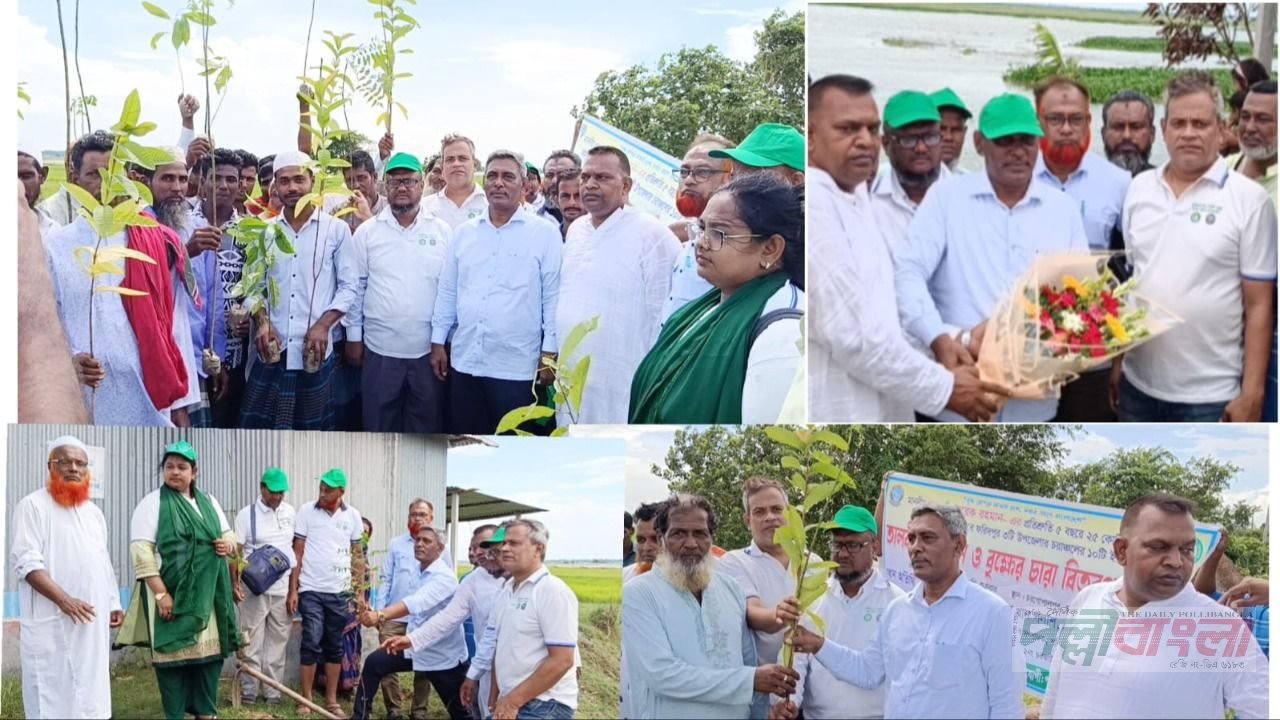 চরভদ্রাসনে বজ্রপাতের ঝুঁকি কমাতে চরাঞ্চলে তালবীজ রোপণ কর্মসূচি